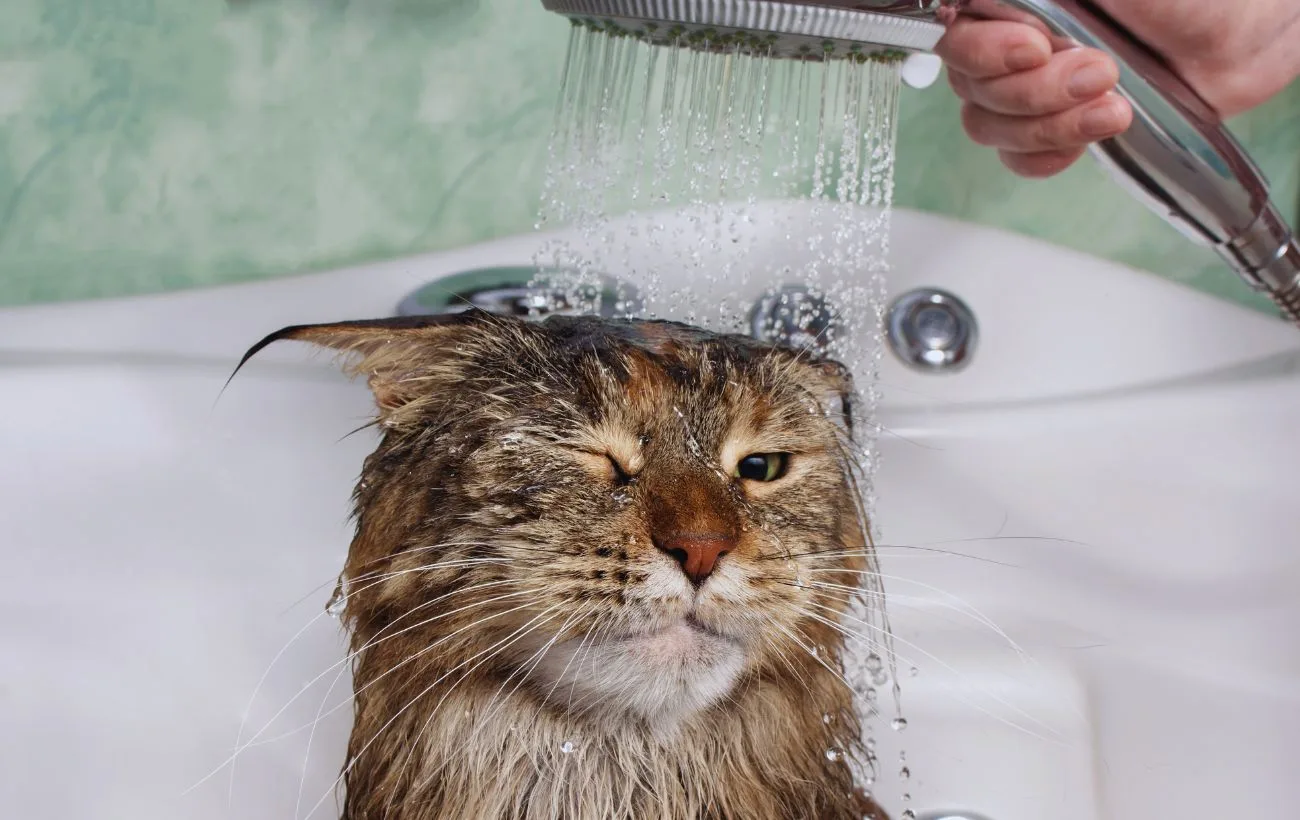 Lavare il gatto può sembrare un'anomalia, ma ci sono dei casi in cui quest'operazione è necessaria.